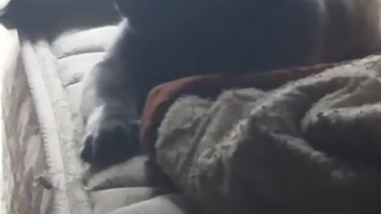 windigo the king of cats sleeping