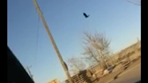 BRAKING NEWS A BIRD STOCK IN THE MIDDLE OF THE AIR