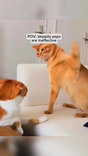 Laugh Out Loud with the funniest dog and cat videos of 2025!