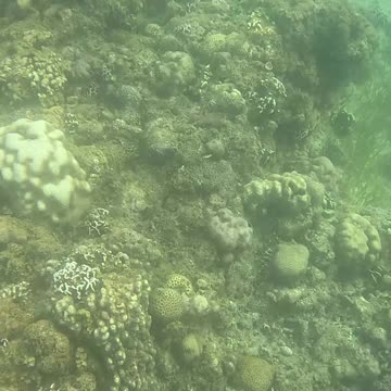 Morning Snorkeling Adventure: A Dive into Serenity