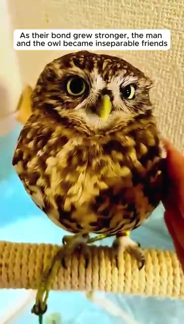The man found an owl inside his house and then...