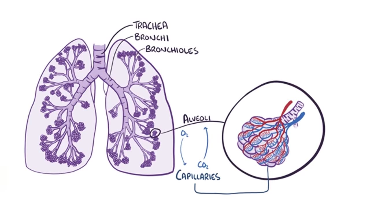 Pneumonia - causes, symptoms, diagnosis, treatment, pathology