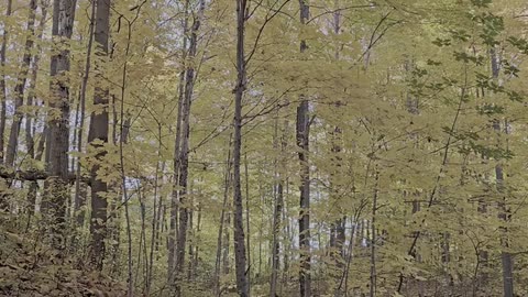 Daily Horoscope | Taurus 🌟