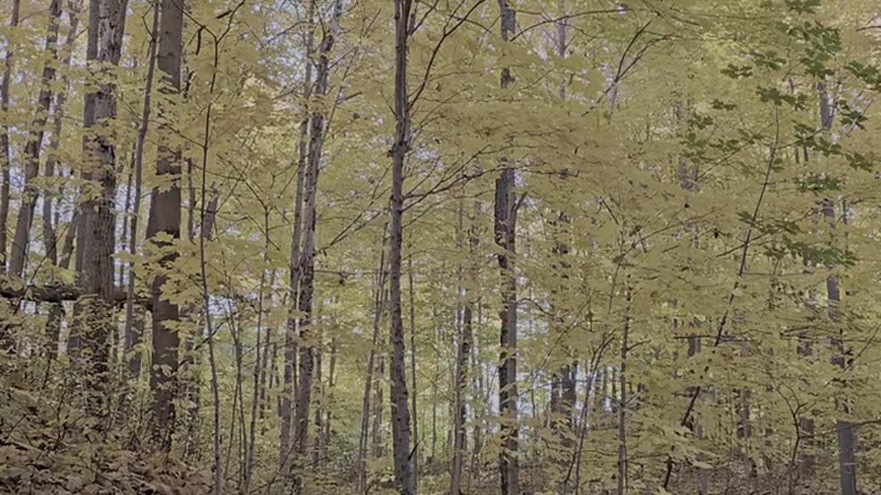 Daily Horoscope | Taurus 🌟