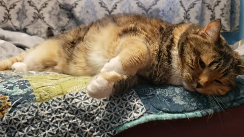 This Cat’s Side-Sleep Is Pure Snuggle Goals