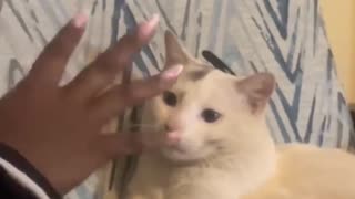 😂🐱 You Won't Believe How This Cat Gets Caught Eating Garbage! | FunFM
