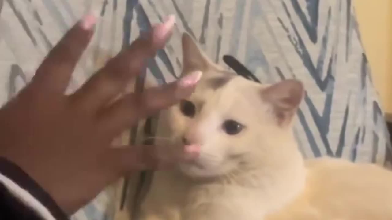 😂🐱 You Won't Believe How This Cat Gets Caught Eating Garbage! | FunFM