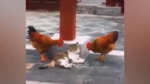 Funny cats