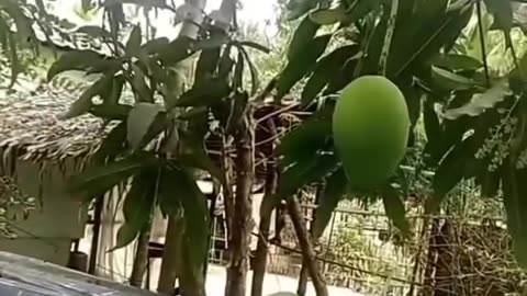 Eat mango