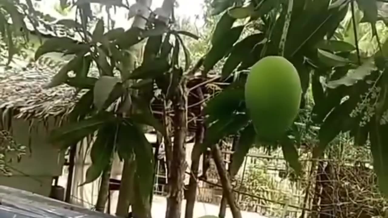 Eat mango