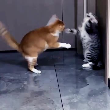 Two cats karate funny video 2025 skc.com 103