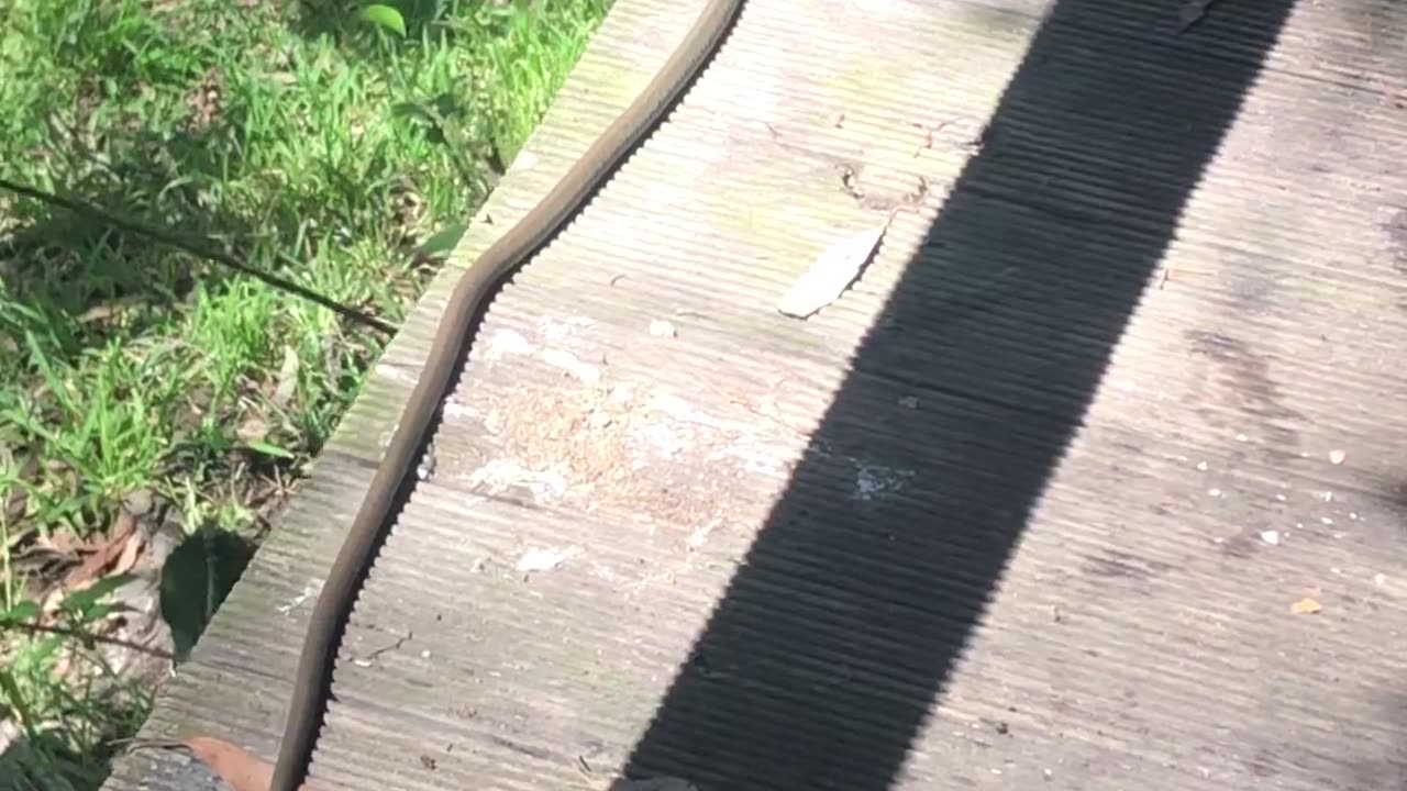 Pesky Critters. Green Tree Snake 🐍