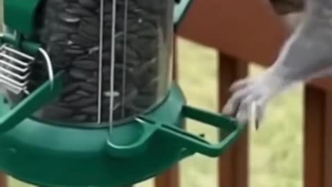 🐿️🥜 This Squirrel Tried So Hard to Get Food… And It’s Hilarious 😂✨