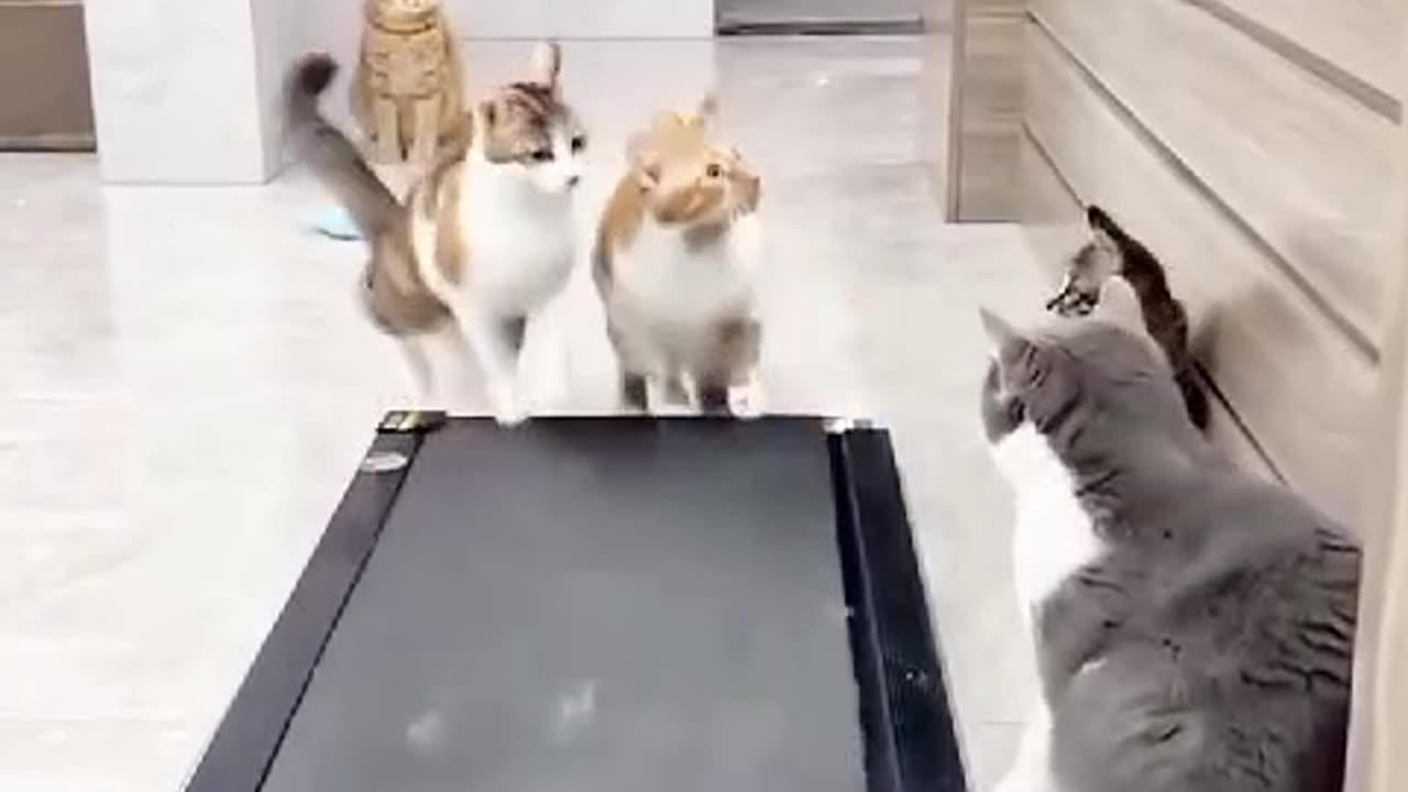 🐾 Cat Workout Mode: The Fitness Pro! 😸