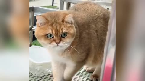 Funniest Dogs and Cats of 2025😼🐶Try Not to Laugh😜