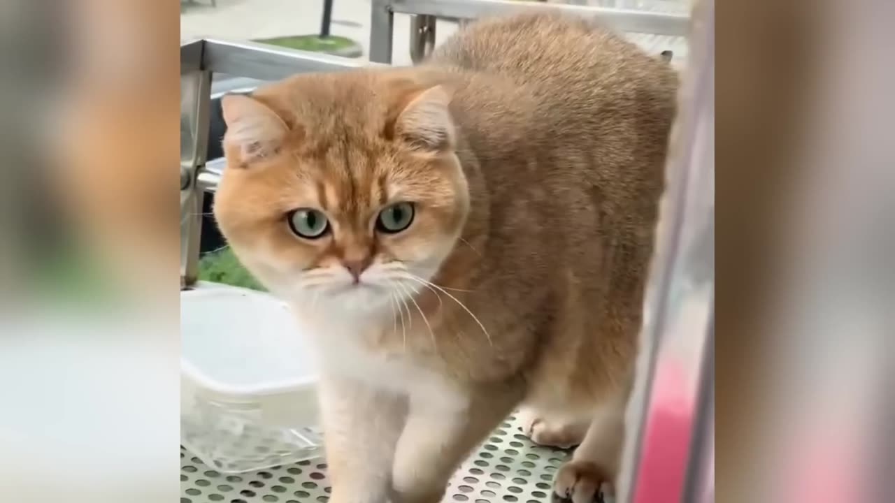 Funniest Dogs and Cats of 2025😼🐶Try Not to Laugh😜