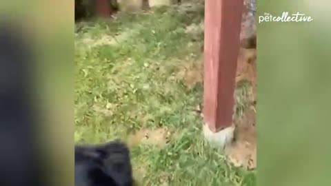 Try not to laugh challenge to go viral with 30 minutes of The Most Viral Dogs of the Internet