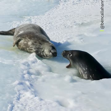 When you ve been waiting five whole minutes for a snack 🫢 🦭 #Shorts #Animals