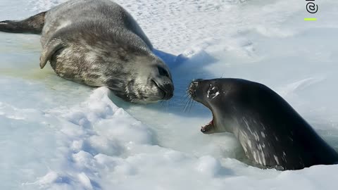 When you ve been waiting five whole minutes for a snack 🫢 🦭 #Shorts #Animals