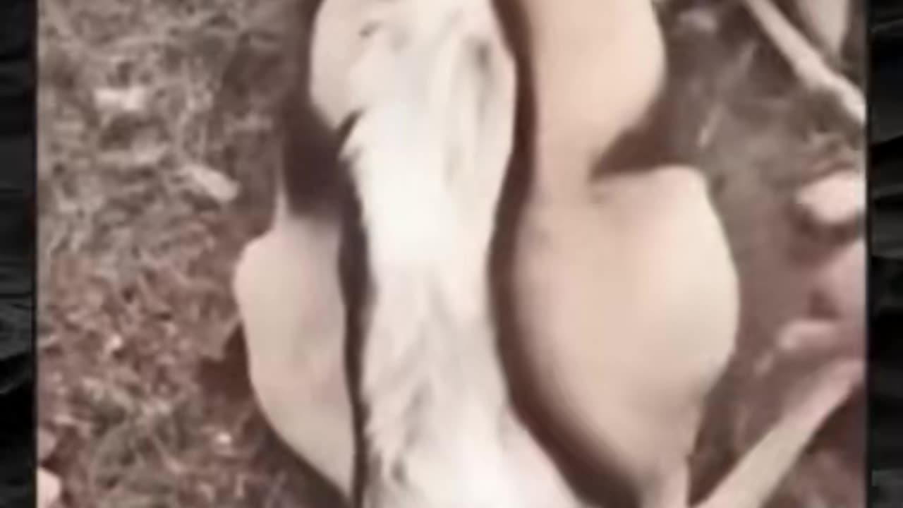 😨👻 The Scariest Paranormal Encounters! | TheHauntingHour