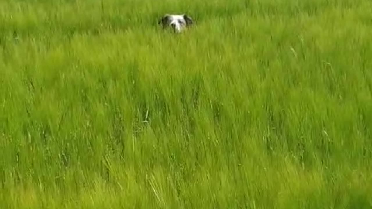 Three Border Collie Land Dolphins
