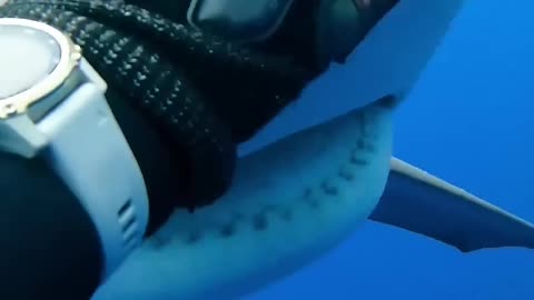 Shark core