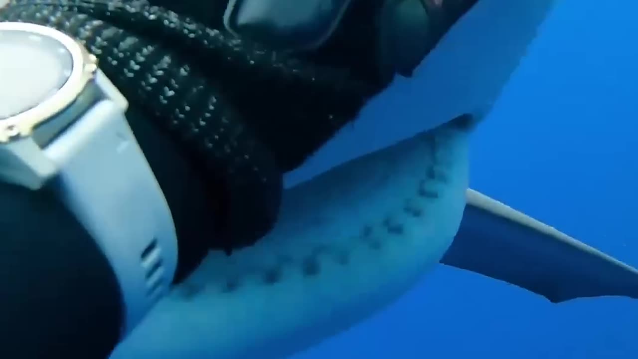 Shark core
