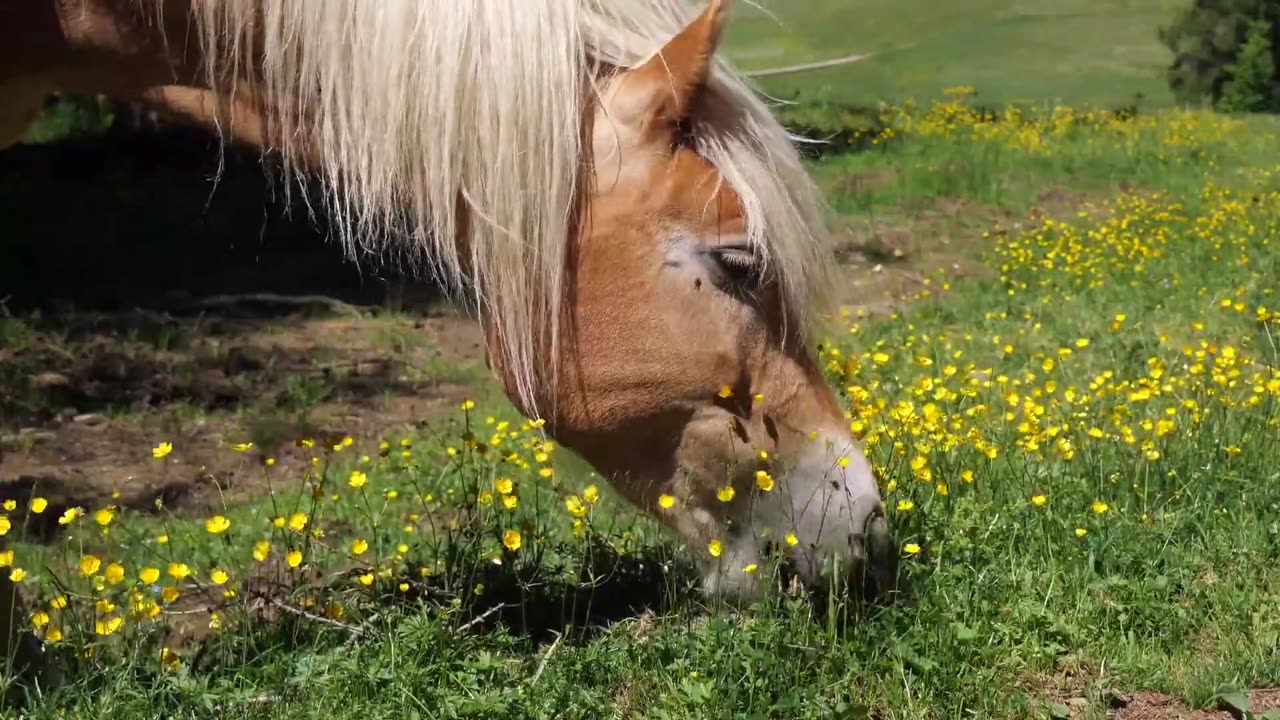 Horse | Beach | Forest | Animal