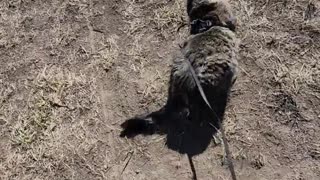 😂🐶 What a Dirty Derp! For some reason on our walks, this guy loves to roll in the dirt. It's gross.