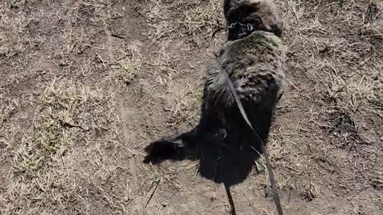 😂🐶 What a Dirty Derp! For some reason on our walks, this guy loves to roll in the dirt. It's gross.