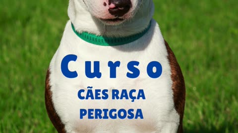 Curso para a detenção cães de raça perigosa