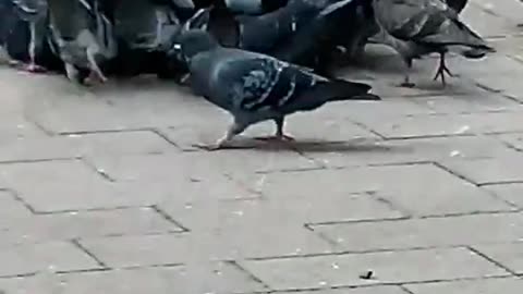 Pigeons Feasting in Boston! Part Deux!