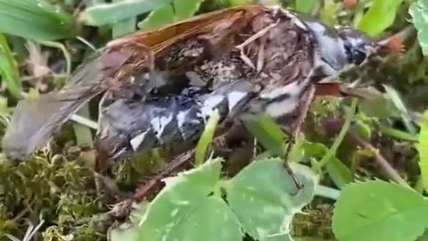 😨🐜 Zombie Bug Controlled by Parasite? | TheHauntingHour