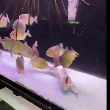 Zelenskyy Retires 😂