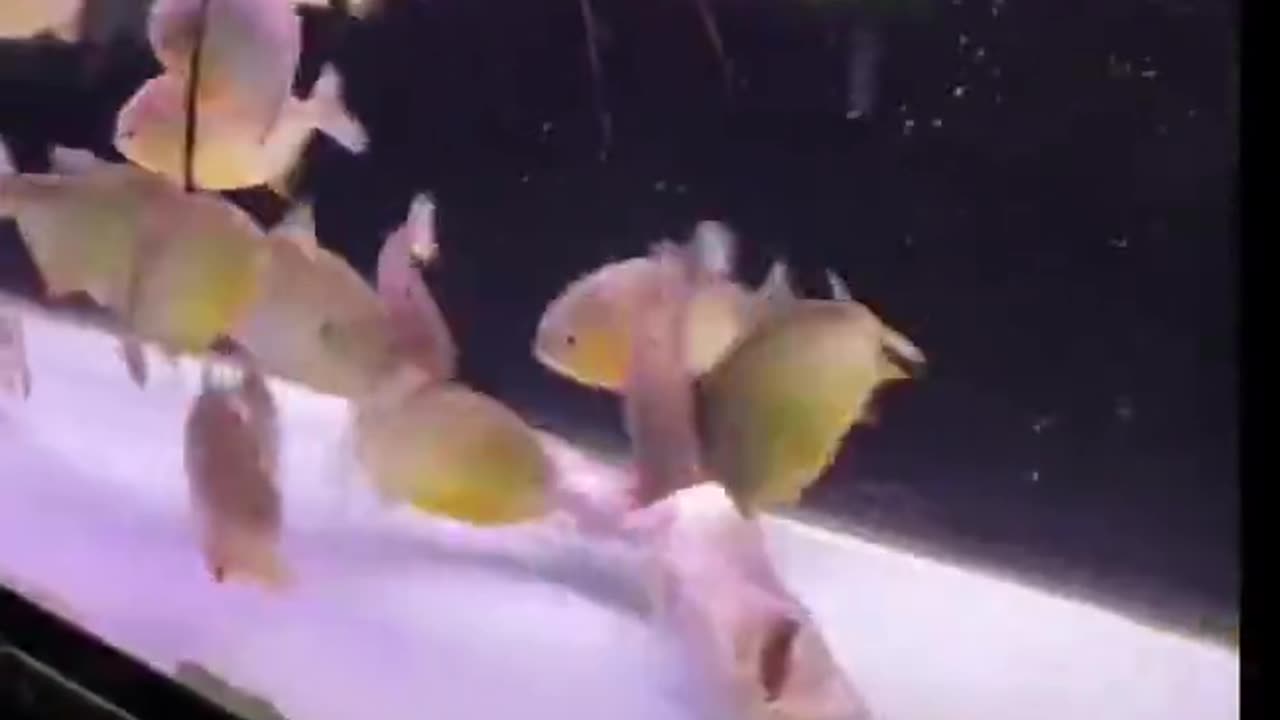 Zelenskyy Retires 😂