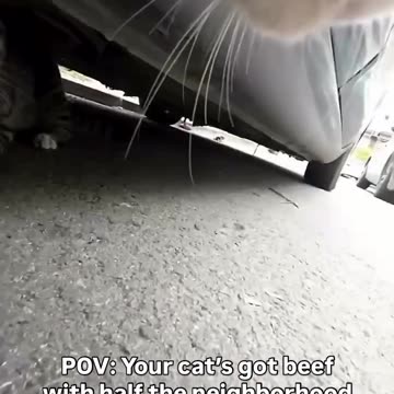 Your cat got beef With half The neighborhood