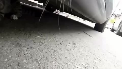 Your cat got beef With half The neighborhood