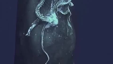 🧠✨ Sperm Whale Takes a Bite of Giant Squid Calamari! | FeedMyCuriosity