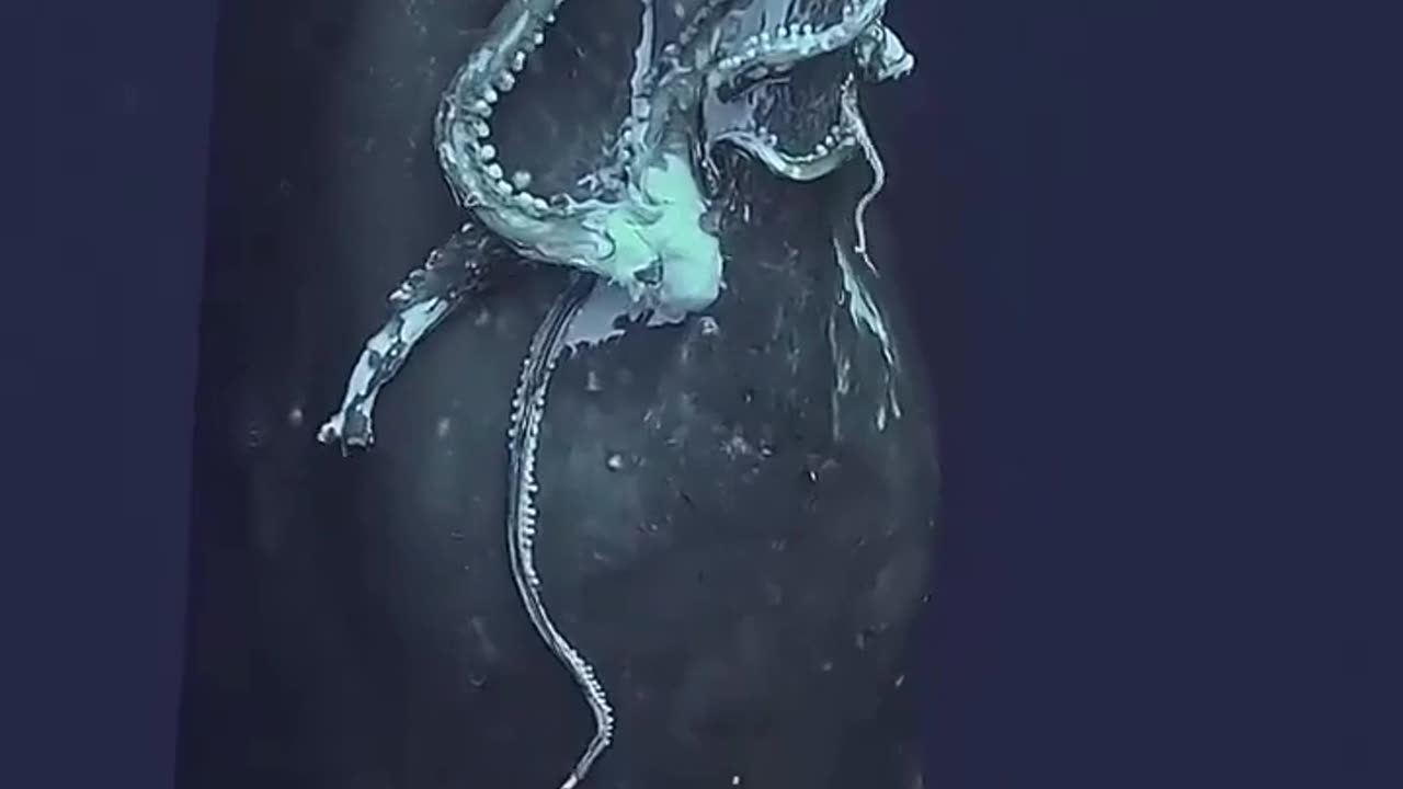 🧠✨ Sperm Whale Takes a Bite of Giant Squid Calamari! | FeedMyCuriosity