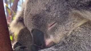 Mommy koala and her baby.. 😊