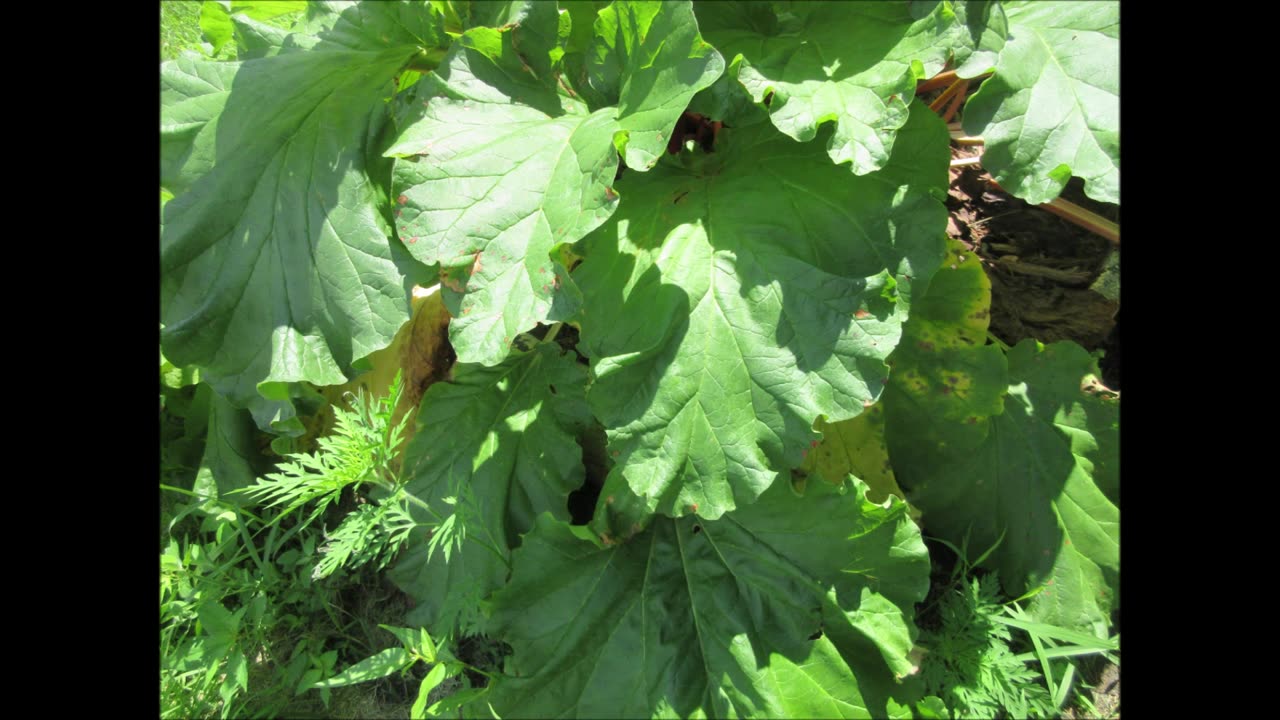 Early Spring Harvest Rhubarb July 2025