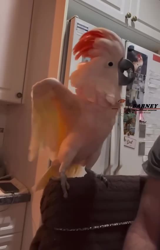 Love All Life Always #42 - LOL, not your calm parrot that's for sure!