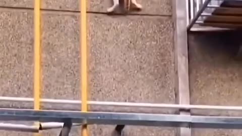 cats on an impossible mission
