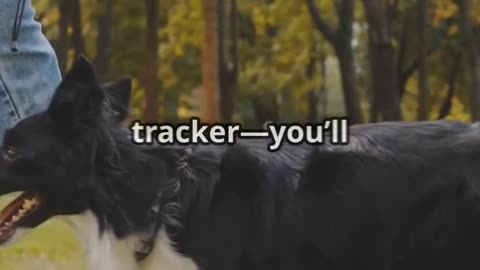 Top 5 Smart Devices for Your Pet's
