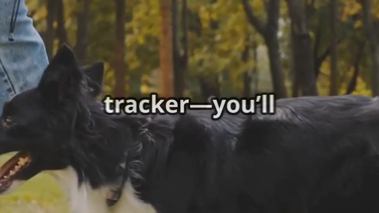 Top 5 Smart Devices for Your Pet's