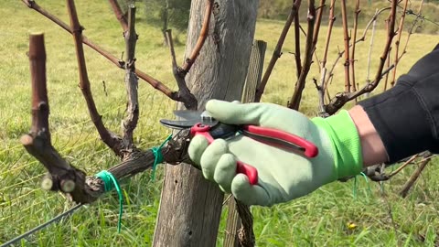 Asmr Agriculture Video of Vines