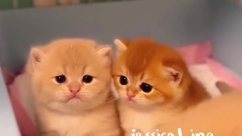 cute cats and kittens 😻🐾