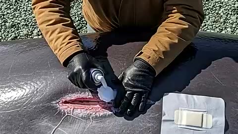 Viral: Passerby Rushes To Save Stranded Whales! #rescue #animals #wildlife