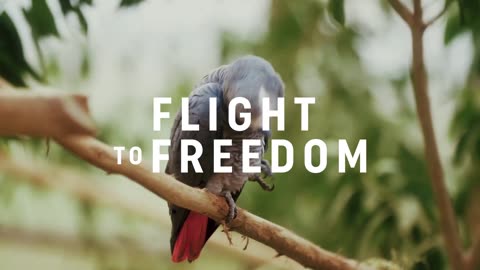 Flight to Freedom - Turkish Cargo