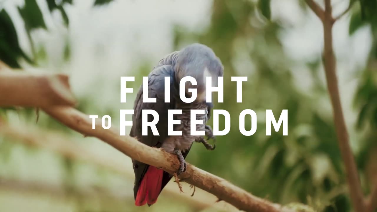 Flight to Freedom - Turkish Cargo